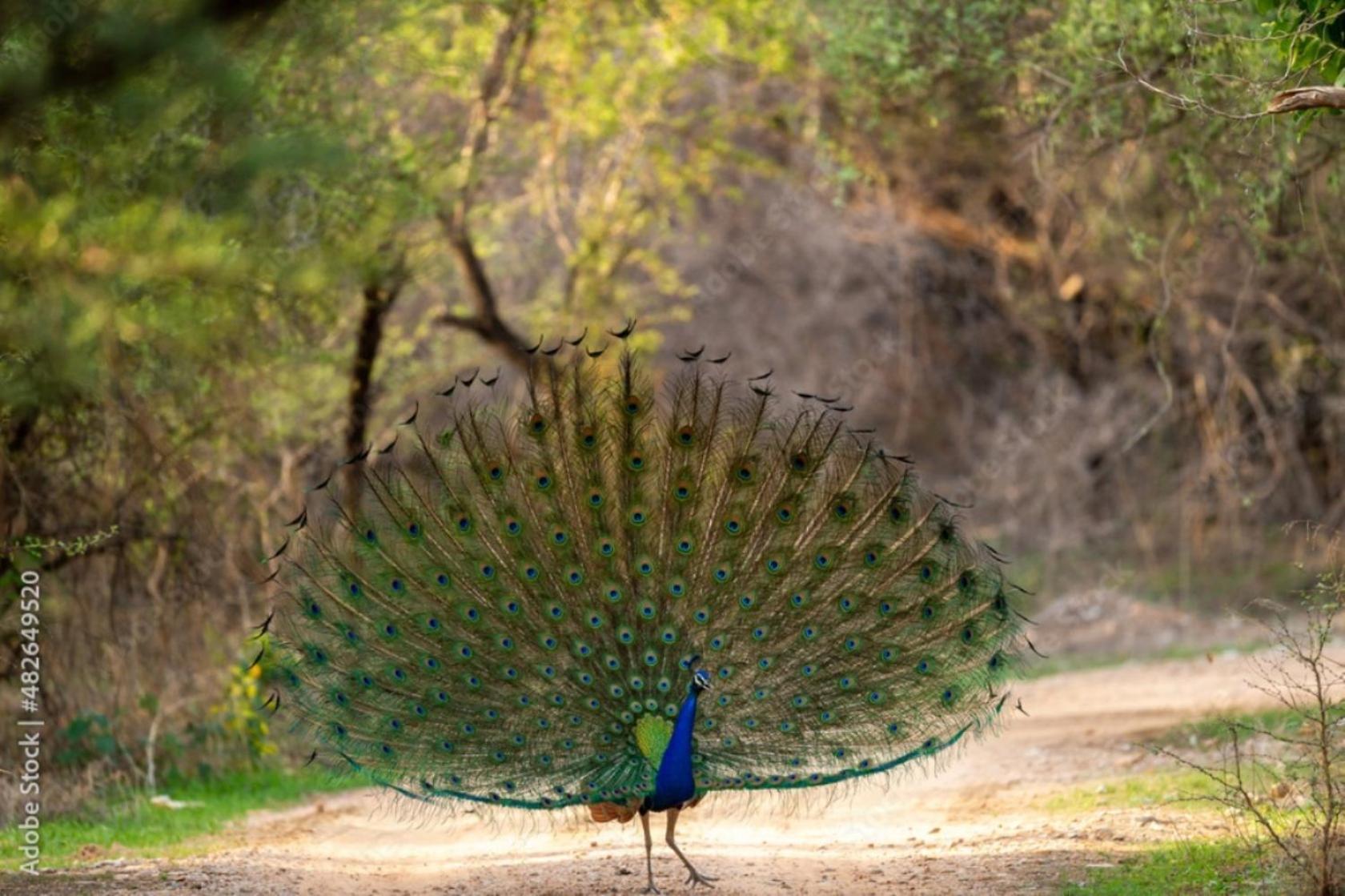 The Vanashrya Ranthambore Hotel Khilchipur  Exterior photo